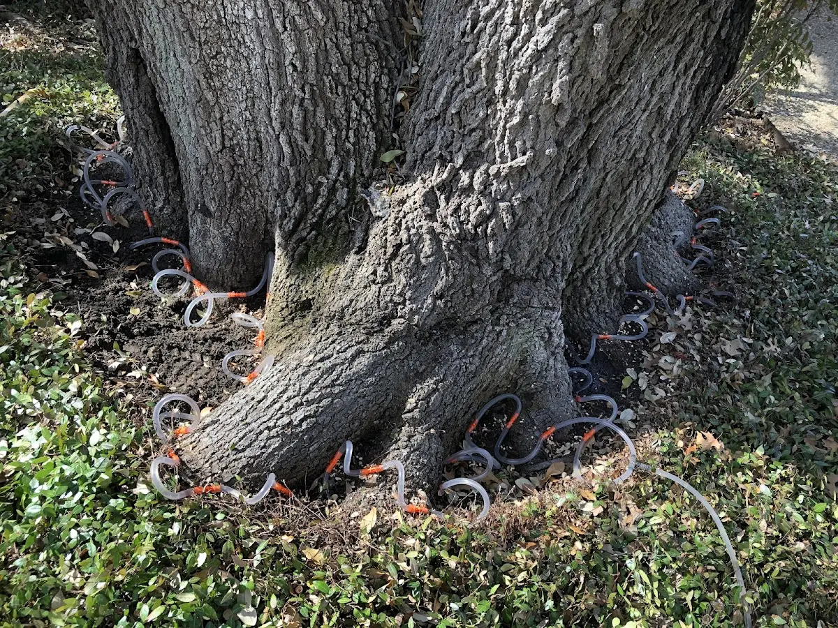 Detailed Tree Cabling and Bracing job site in Sand Springs