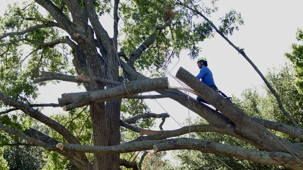 Professional Crown Thinning performed by certified arborists in Sand Springs